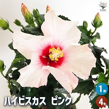 Amazon.co.jp: ITANSE ハイビスカス ピンク 4号 1個売り【品種で