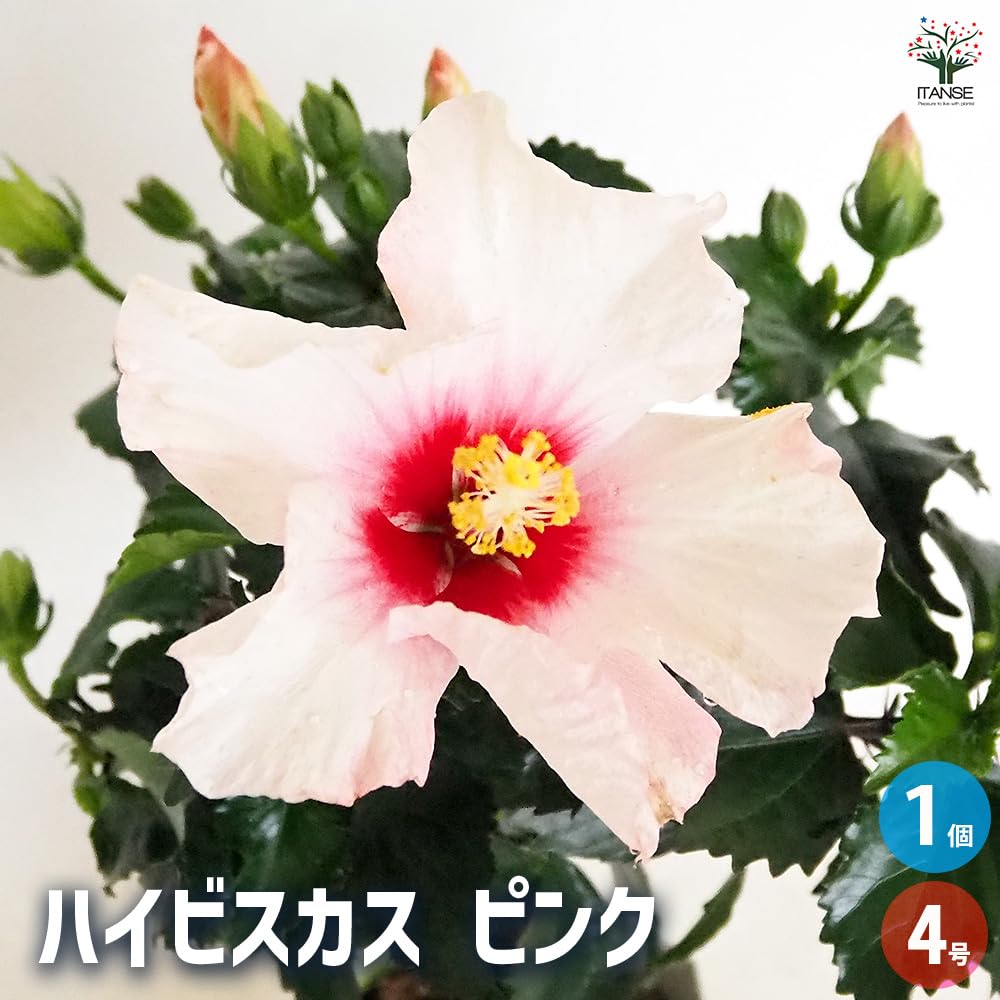 Amazon.co.jp: ITANSE ハイビスカス ピンク 4号 1個売り【品種で