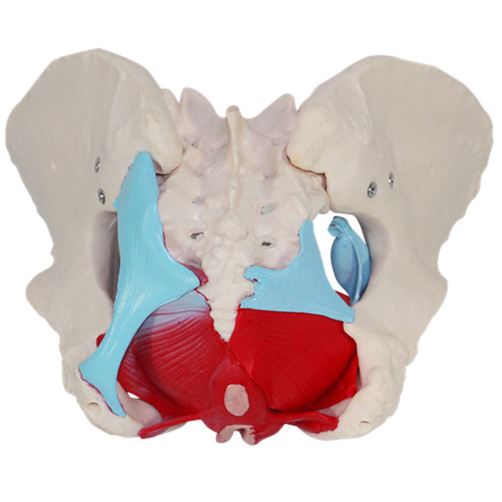 Medyczny Anatomiczny Model Miednicy Żeńskiej, Naturalnej Wielkości Model Anatomiczny Mięśni Dna Miednicy Żeńskiej, Materiał PVC Z Wyjmowanymi Częściami, Magnetyczne Mocowanie