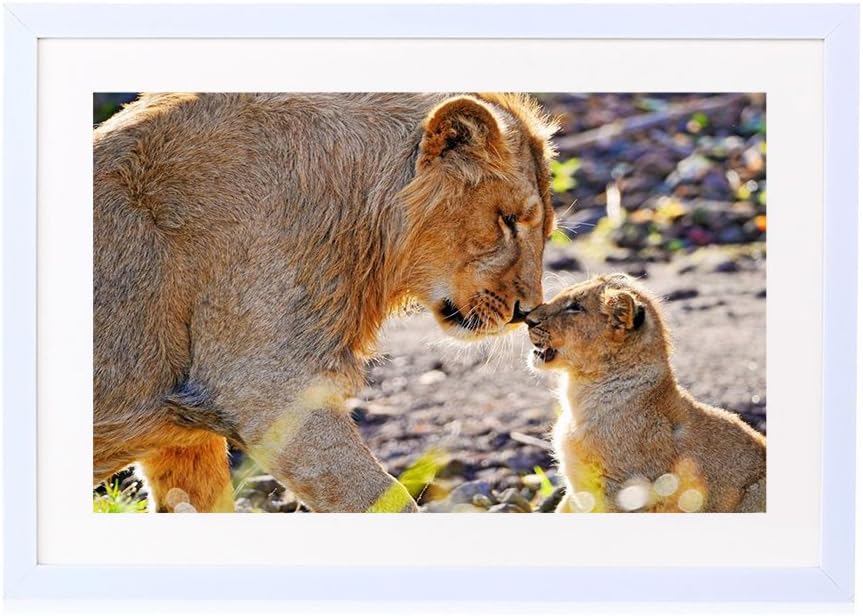 動物写真撮影 母ライオンとカブ 木製の白色のフォトフレーム 壁の絵