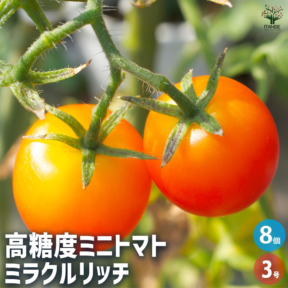 Amazon.co.jp: ITANSE 高糖度ミニトマト ミラクルリッチ 3号 8個
