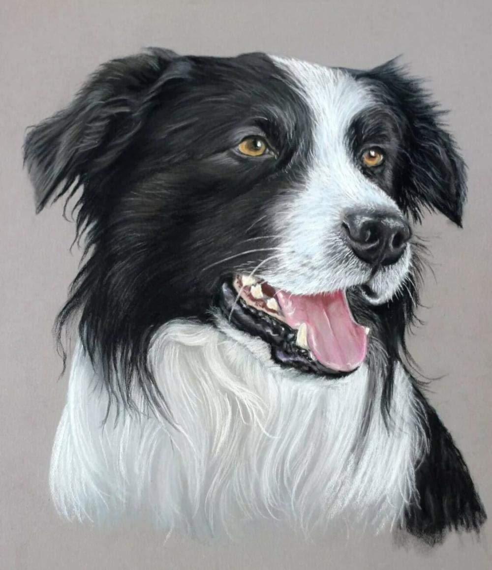 Ivansung Colorful, Black Border Collie Paint By Number Kits Canvas Diy Oil Painting For Kids, Students, Adults Beginner With Brushes And Acrylic Pigment 40X50cm/15.8X19.7inch