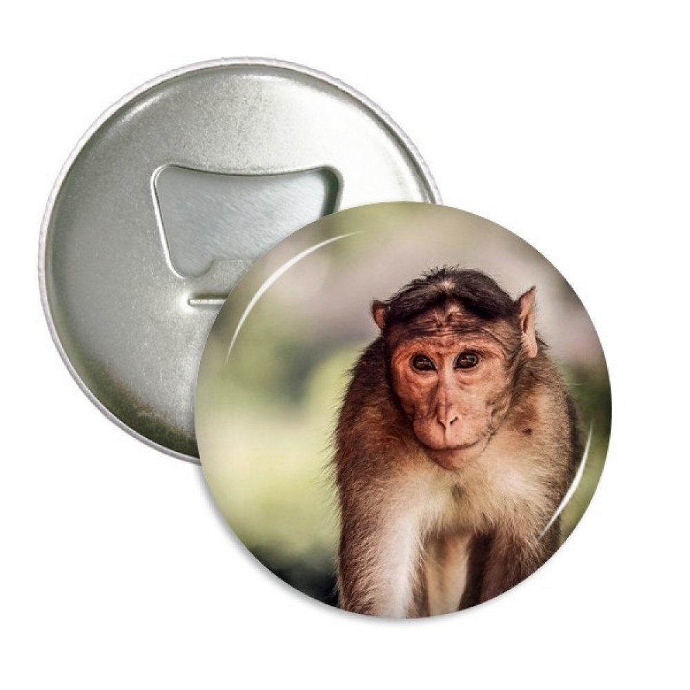 Cadeau singe terrestre organisme wild animal ronde décapsuleur 3 pcs