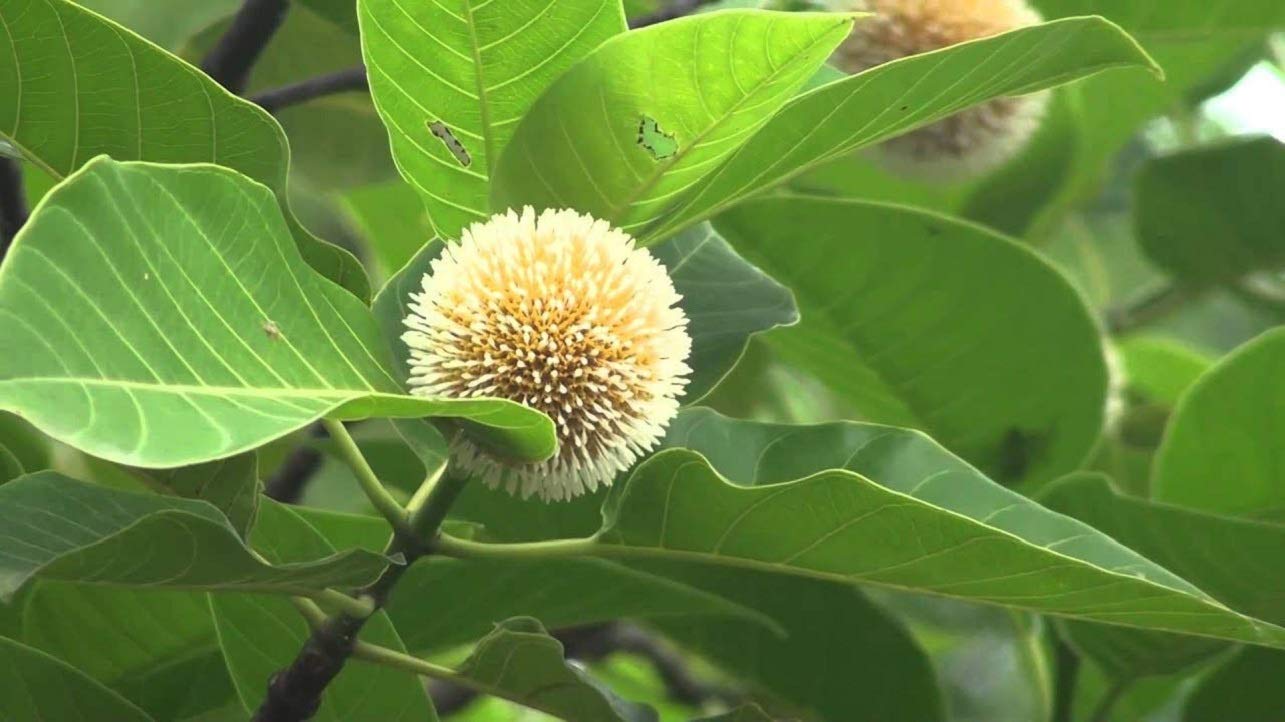Bharat Herbs Care Live Kadam/Neolamarckia Cadamba Medicinal Plant (1 Live Plant in poly bag) (B08NC4PVHZ) Amazon Price History, Amazon Price Tracker