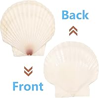 Vista 3 de 20 conchas de vieira grandes de 4 a 5 pulgadas para manualidades, conchas marinas grandes naturales para manualidades, conchas blancas de gran mar