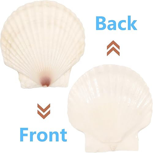 Miniatura 3 de 20 conchas de vieira grandes de 4 a 5 pulgadas para manualidades, conchas marinas grandes naturales para manualidades, conchas blancas de gran mar