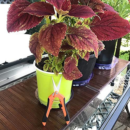 Trimmers Secateurs Hand, 6.5 Inch Professionele Secateurs Sharp Bypass Tree Trimmers for Branches Flowers Fruit Planten… - Afbeelding 7