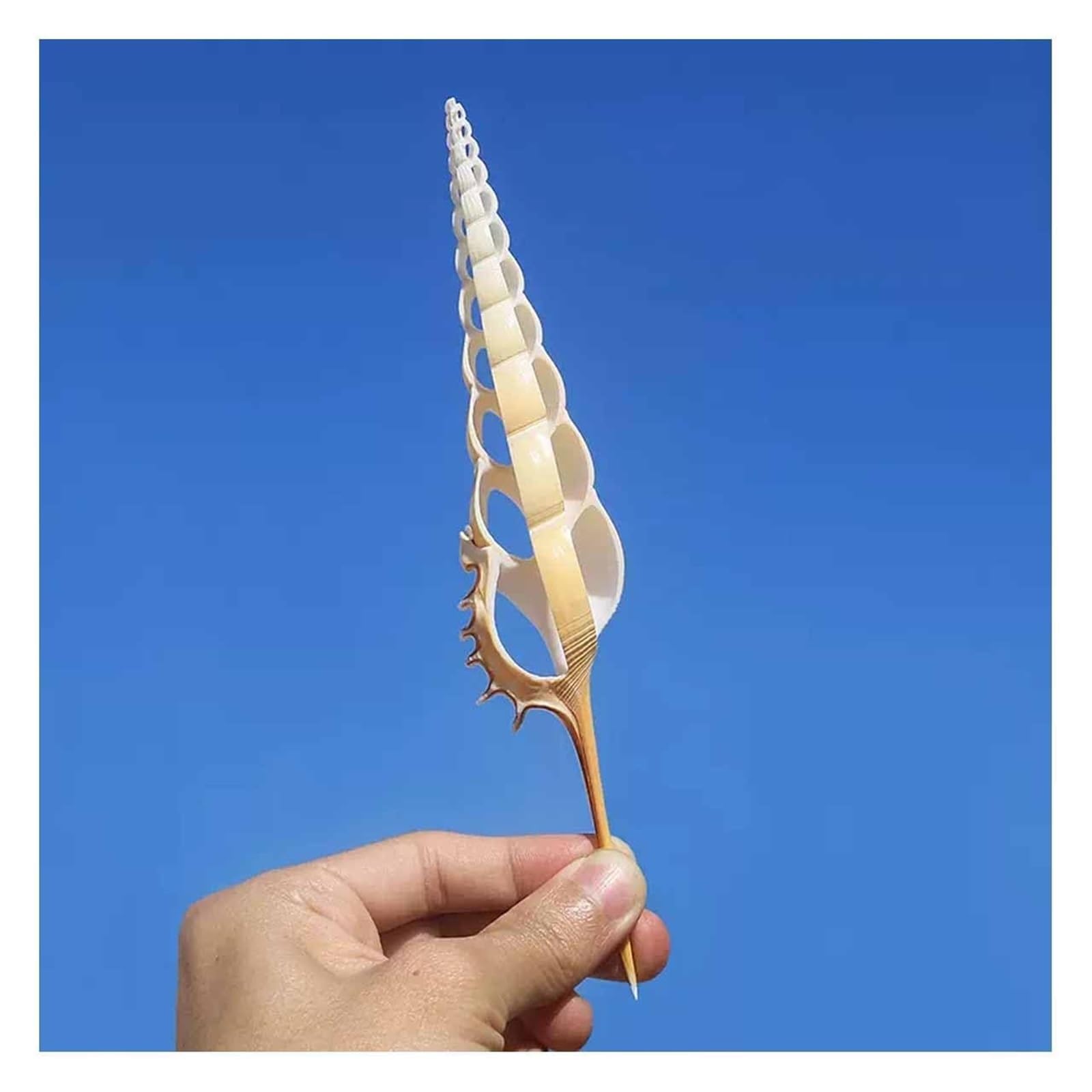 YKMYXZ shells， 15~19Cm Longnose Snail for Wedding Decor Beach Theme Party, Home Decorations