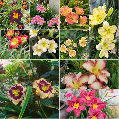 semillas de daylily decoración de balcón exóticos semillas medicinales fácil cultivo - Hemerocallis middendorffii Serie 50pcs