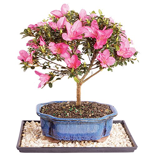 Brussel's Bonsai Live Satsuki Azalea Bonsai, Outdoor, Live Flowering Bonsai Tree - Medium, 6 Years Old, 8 to 10 in Tall - Bonsai Pot and Humidity Tray