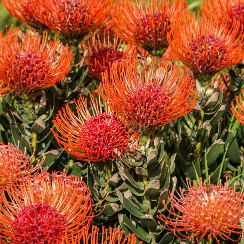 5pcs New Fresh Leucospermum Flower Seeds
