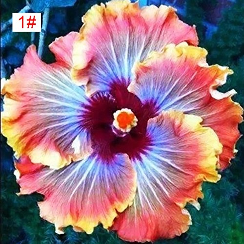 100pcs Japanese Hibiscus Seeds 5 kinds Hibiscus Rosa-sinensis Flower Seeds Hibiscus Tree Seeds for Flower Potted Home Garden(1#)