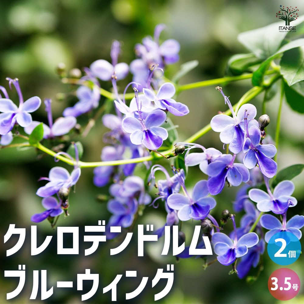 Amazon.co.jp: ITANSE クレロデンドルム ブルーウィング 3.5号 2