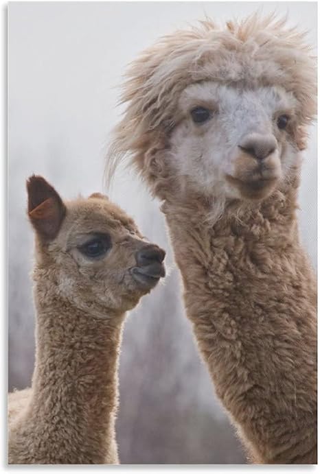 Amazon 動物アルパカアニメポスター装飾絵画キャンバスプリントアート画像寝室壁装飾絵画12 18インチ 30 45cm ウォールステッカー オンライン通販