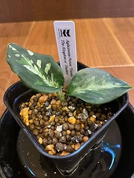 アグラオネマ　ピクタム　キングダムタイランド 2025年最新】アグラオネマ ピクタム タイの人気アイテム - メルカリ