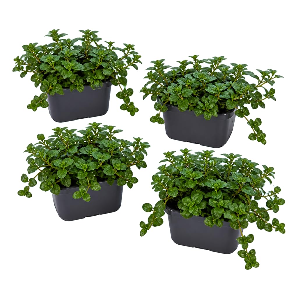 Set de 4 Unidades Mentha Piperita Menta Piperita | DECOALIVE | 25-30 cm de Altura | para Cultivo en Casa