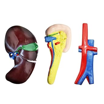 Liver Duodenum Pancreas Biological Models Biological Scientific And Educational Instruments Human Organs Anatomical Liver Duodenum And Pancreas Model Life Size Hand-painted Science Models