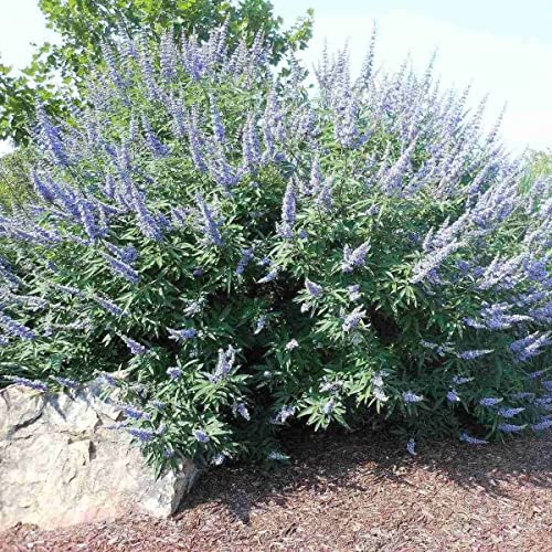 30 Vitex Agnus Castus - Chaste Tree. Aromatic Shrub Covered with Fragrant Purple Blooms.