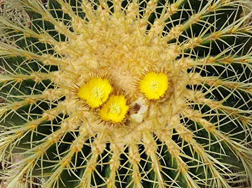 Geosism & Nature Echinocactus grusonii 15 cm, Cactus, Plante succulente
