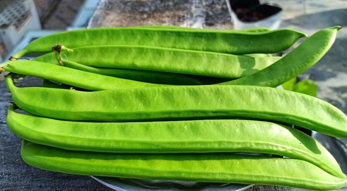 Sword bean/Mousim seeds (8 per packet) (B0D13TD7X7) Amazon Price History, Amazon Price Tracker