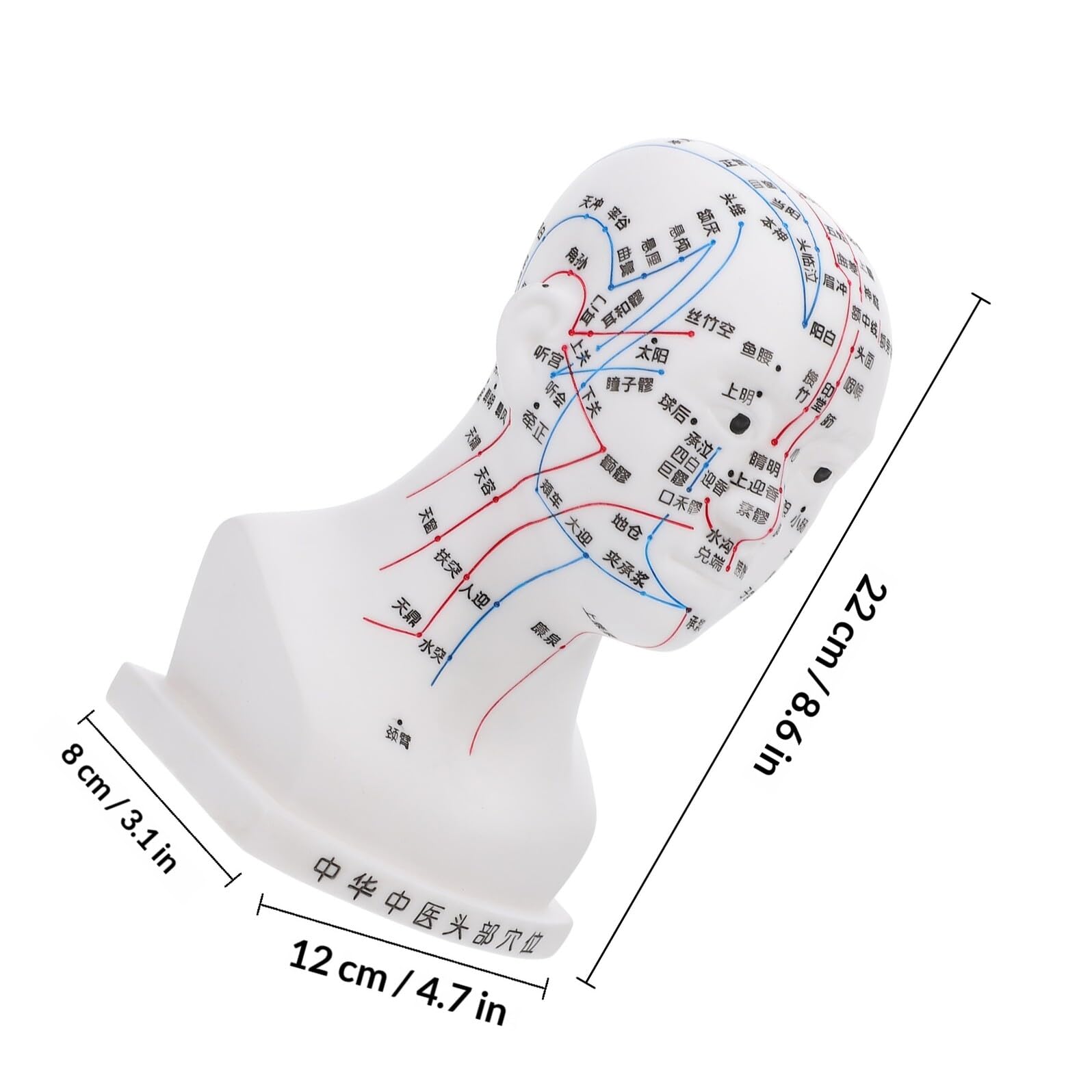 POPETPOP Medizinisches Weiß aus Pvc Kopfakupunkturmodell mit Ergonomischem Design Lehrhilfe 20cm für Kopfmassage und Akupunktur im Klassenzimmer