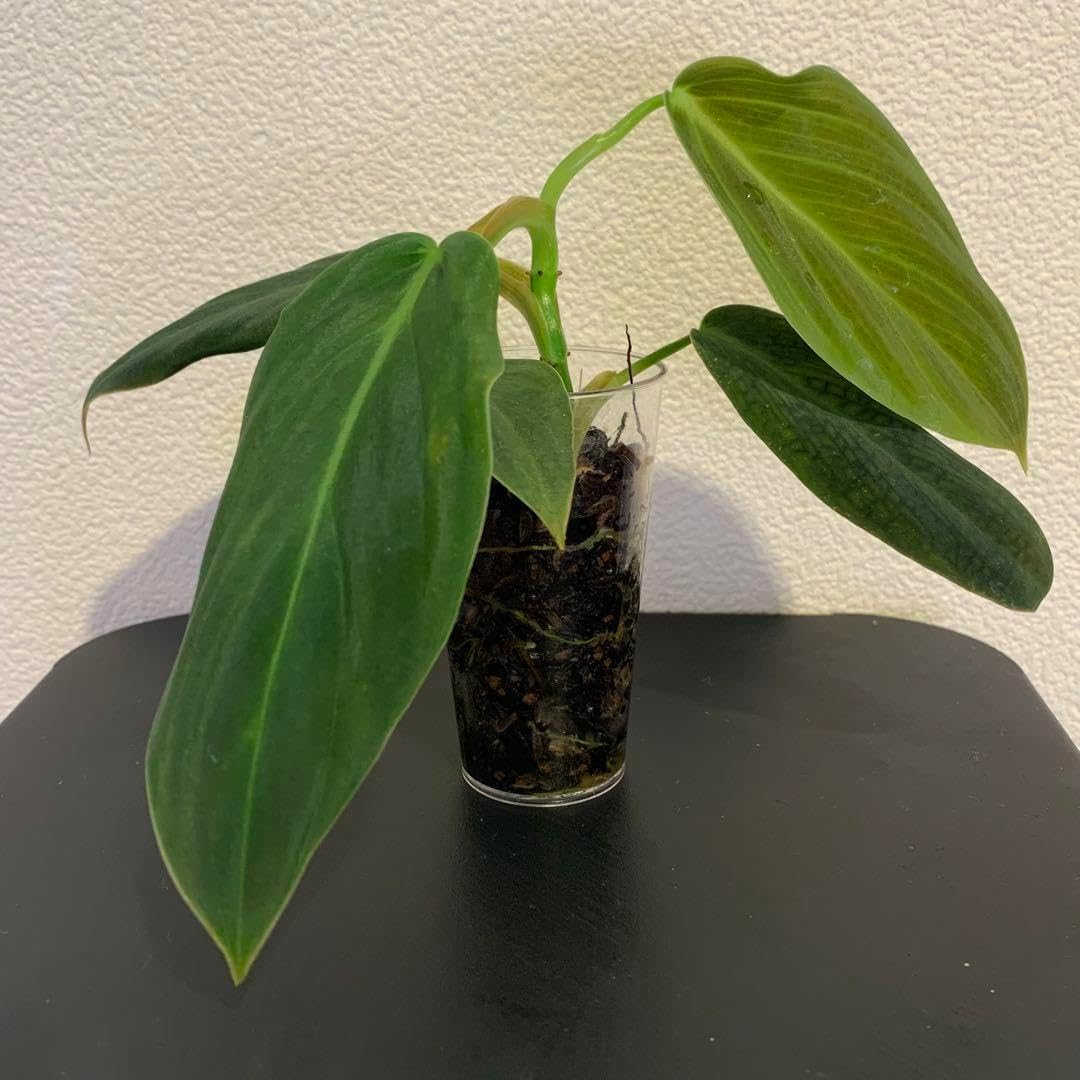 Solol STANDARD point別注バージョン ソルオル solol | solworks