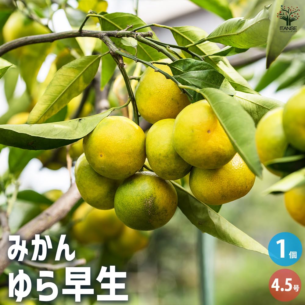 Amazon.co.jp: ITANSE みかんの苗木 ゆら早生 4.5号 1個売り