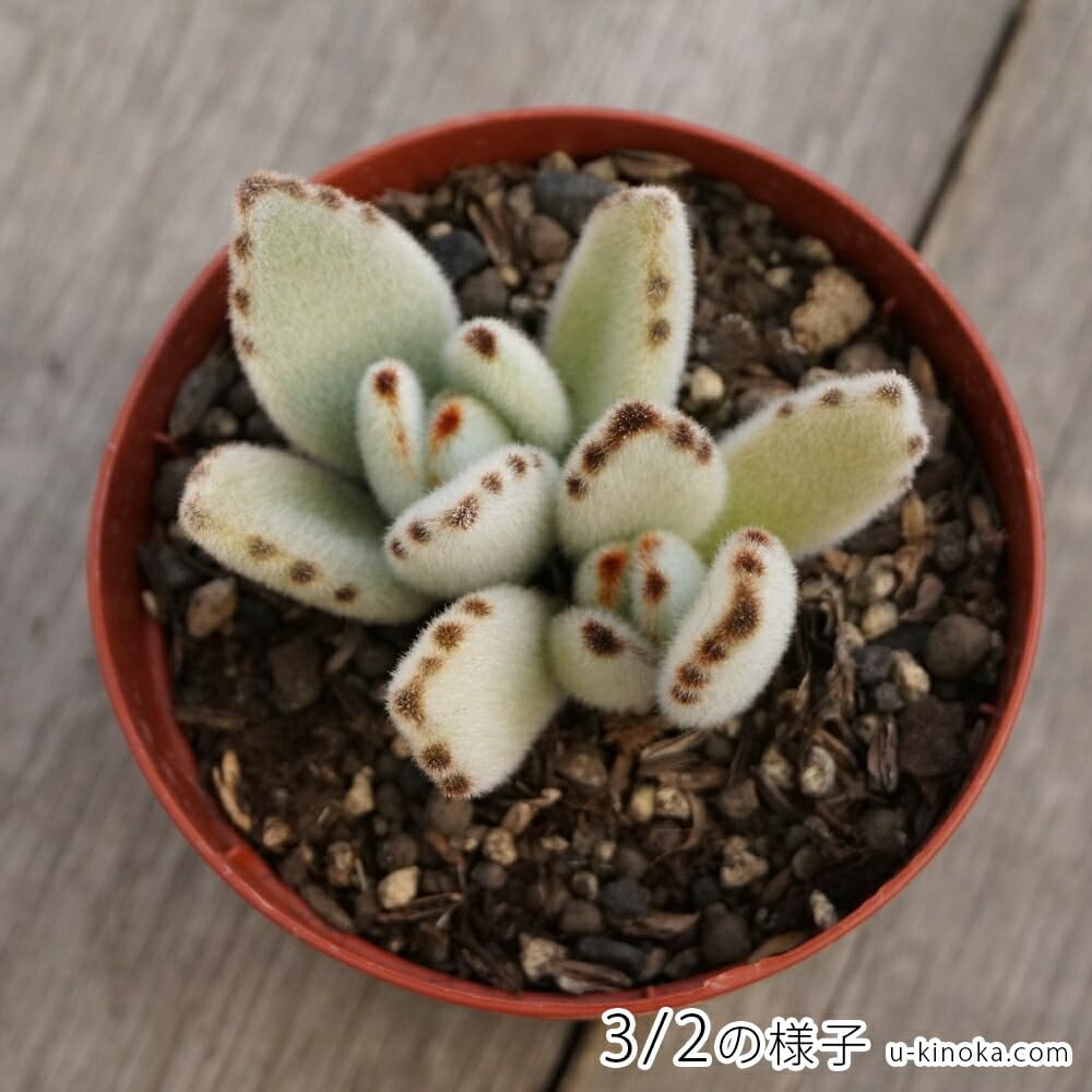 Amazon.co.jp: ツキトジ 月兎耳 7.5cmポット 多肉植物 カランコエ 月兎
