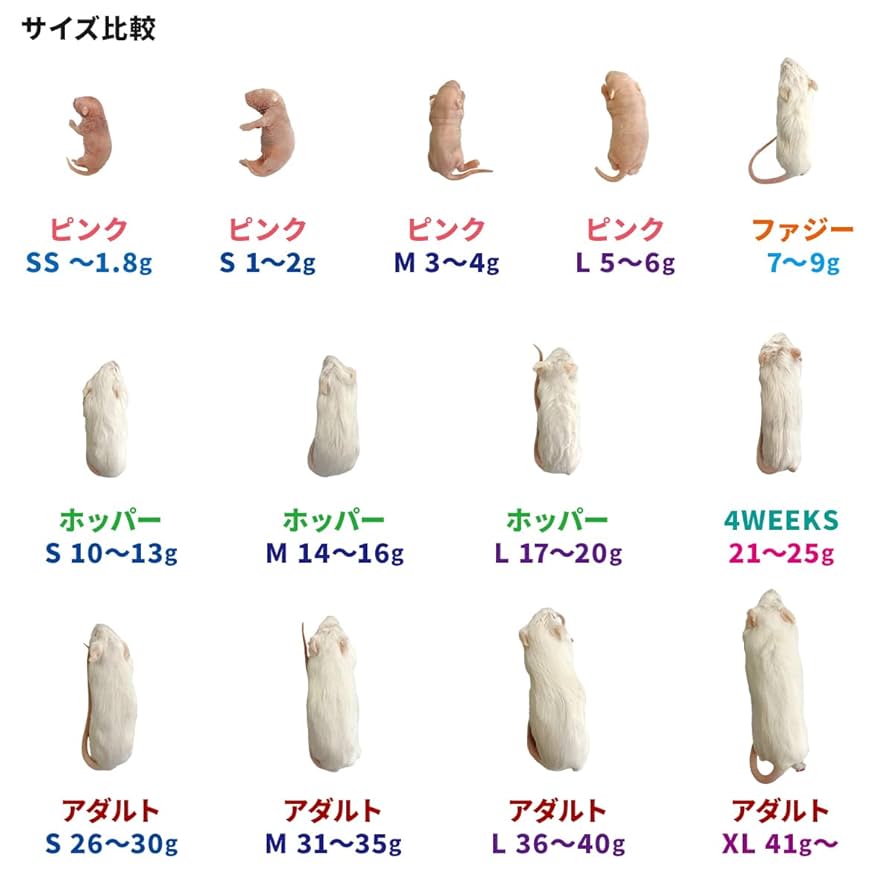 Amazon | feedbase 冷凍マウス ファジー 10匹入り 7～9g