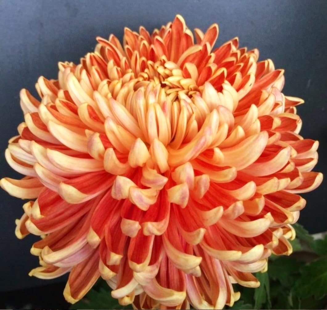 Amazon.com : 120 Chrysanthemum Seeds Authentic Chinese Spider Rare