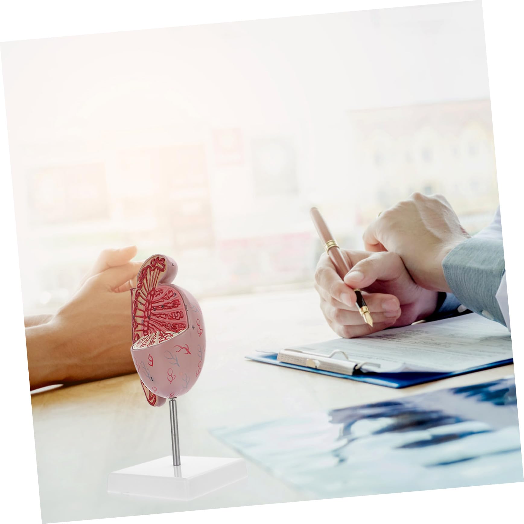 Model Anatomiczny Męskiego Układu Rozrodczego Powiększony Model Do Nauki Anatomii i Fizjologii Materiał Wytrzymały i Bezpieczny Idealny Dla Szkół Medycznych i Kursów