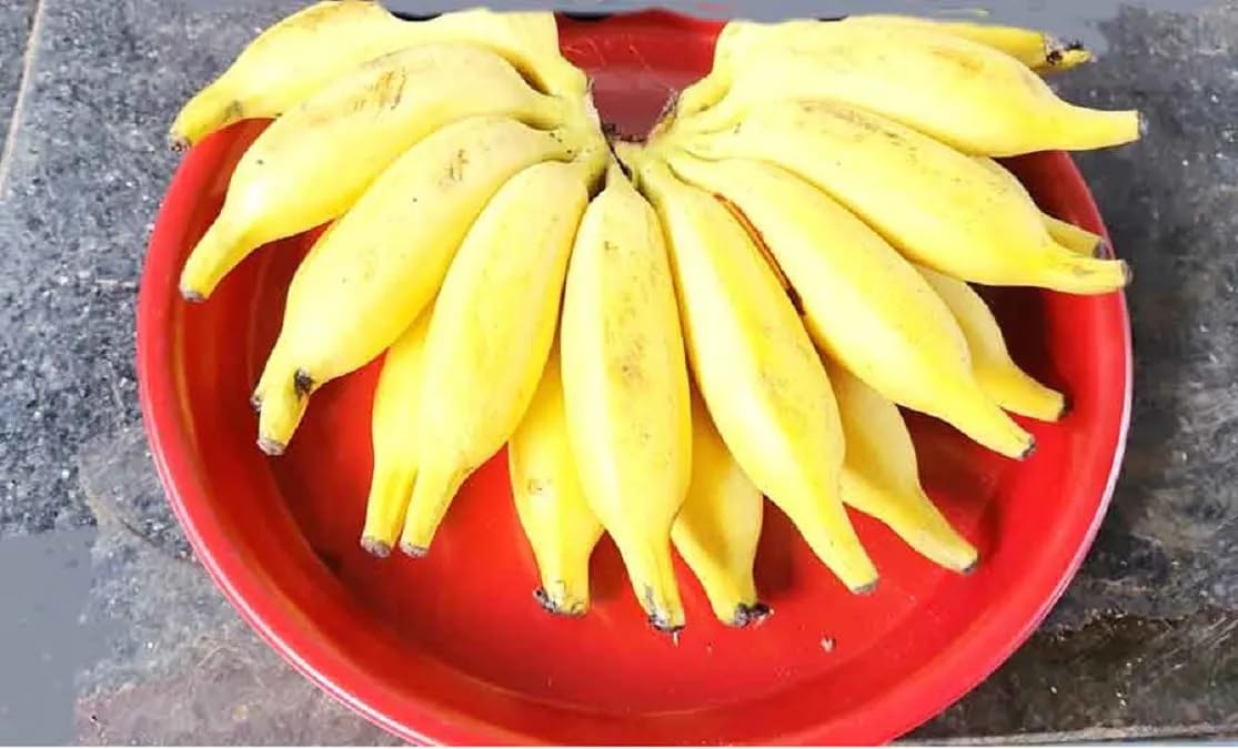 KRISH™ மட்டி வாழை கன்னு / Matti Banana Live Plant