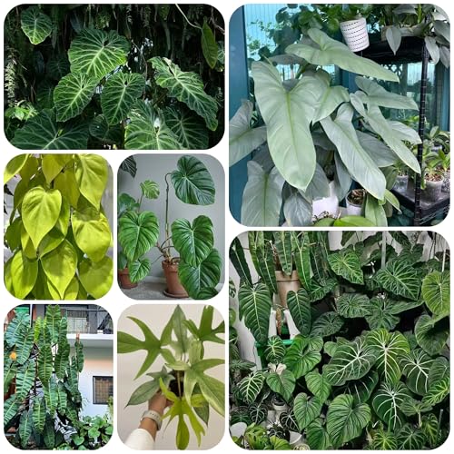 Semillas de plantas de interior, semillas de Philodendron melanochrysum semillas de jardín, semillas de bonsái Hierbas perennes resistentes cobertura del suelo semillas de flores 40pcs