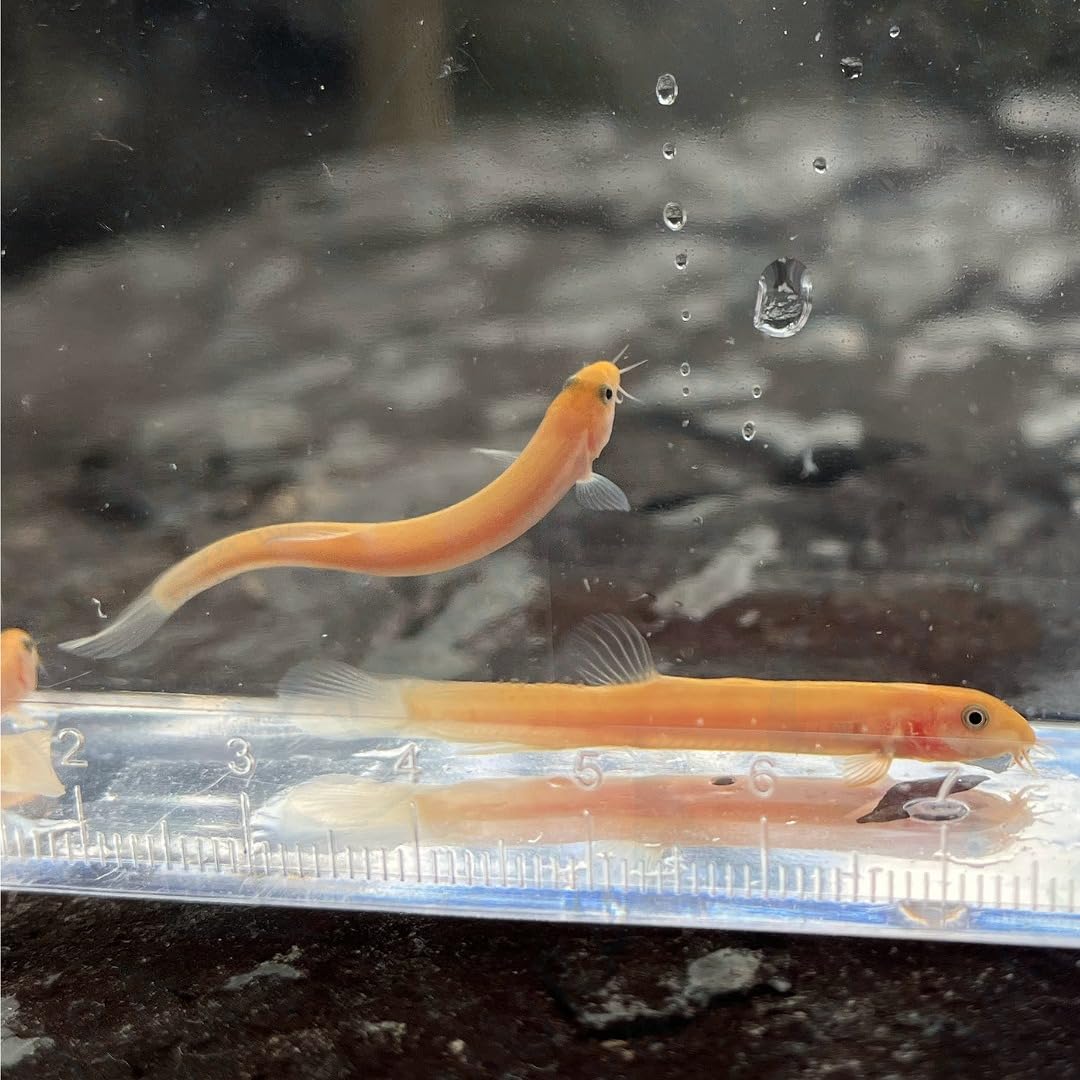 Amazon | （淡水魚）ヒドジョウ 緋泥鰌（1匹）【生体】 | 川村