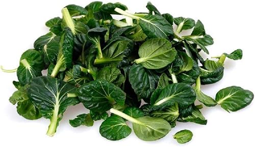 Tatsoi - Semillas verdes mostaza  Paquete de 50 semillas  Sin OMG  Una mostaza sin cabeza muy similar en sabor a bok Choi. - Country Creek LLC
