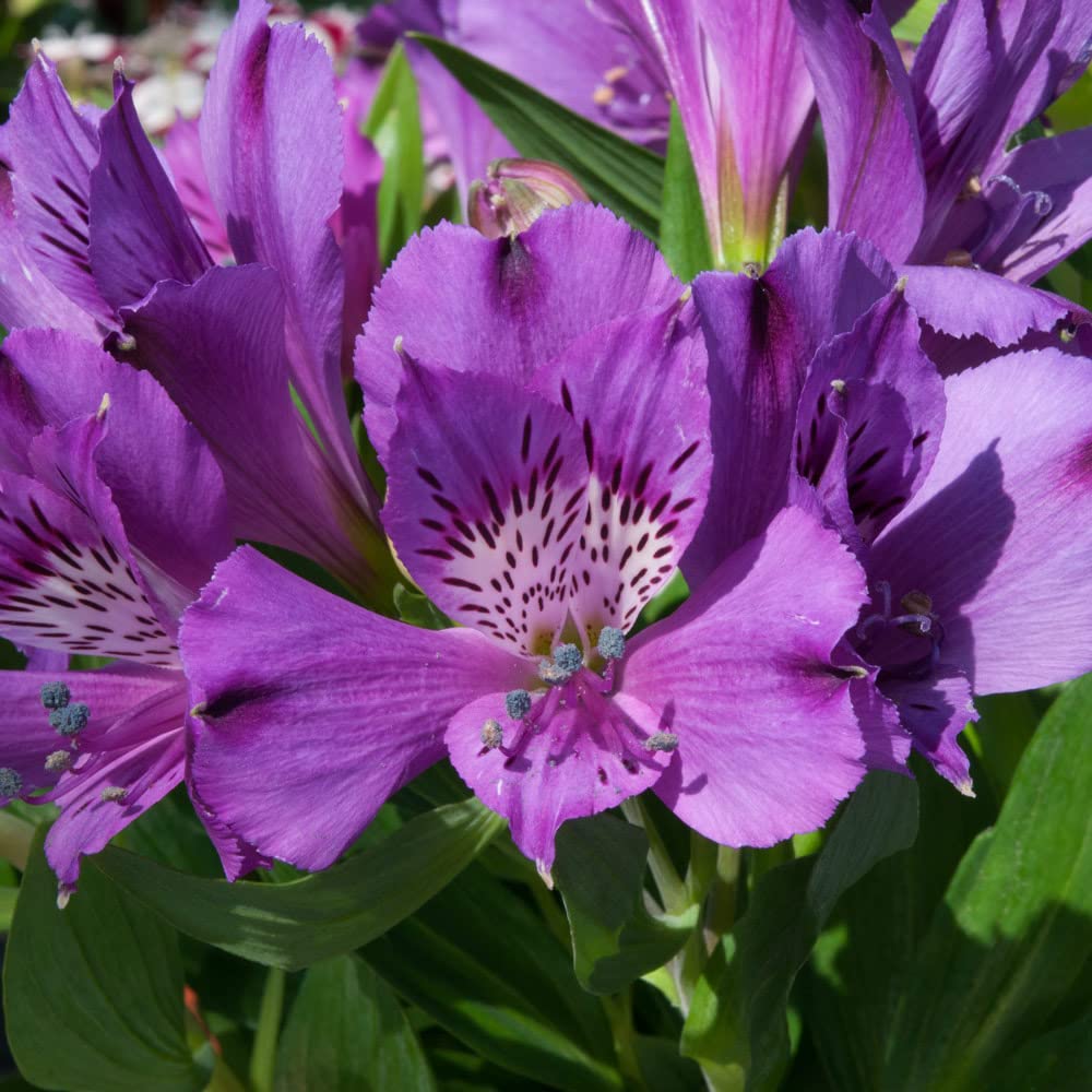 Alstroemeria 'Indigo'. 2L Plant. Purple Flowers for Cutting. Peruvian Lily. Available from Bedwen Plants.