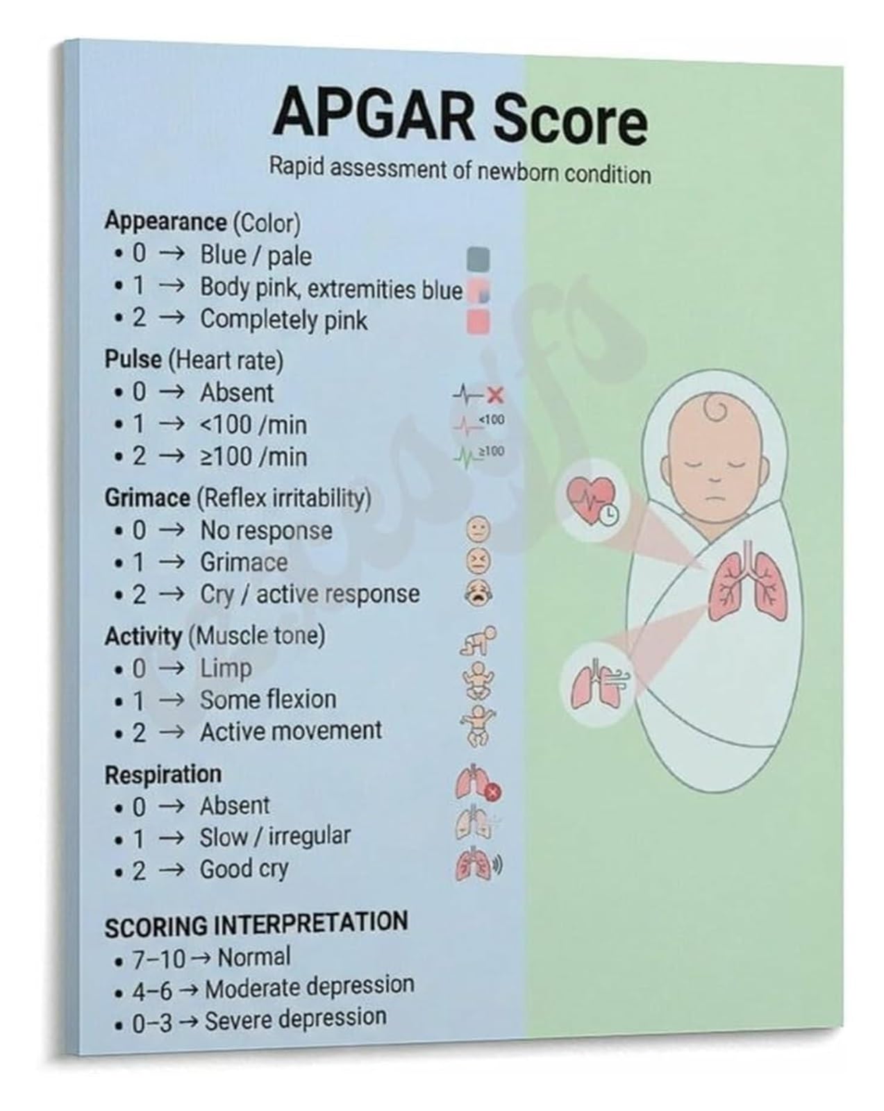 MDBJTCYZN Newborn APGAR Score Assessment Poster Clinical Reference for Healthcare Professionals Nursing School Training Education(Framed,16x24inch(40x60cm))