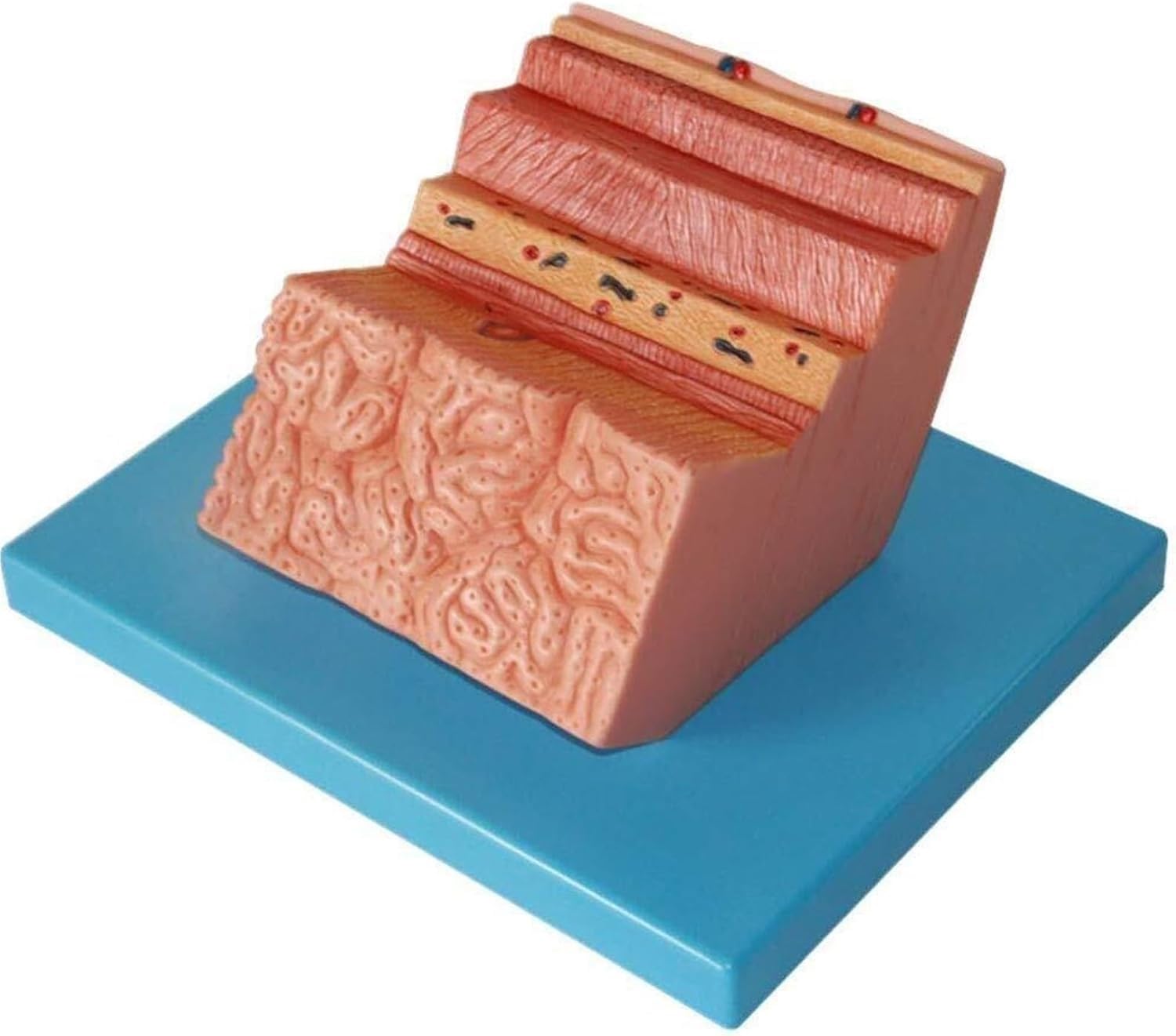 Anatomisches Modell der menschlichen Magenwand, Modell zur Vergrößerung der Magenwand, medizinische Lehrmittel for die Magenanatomie des menschlichen Verdauungssystems