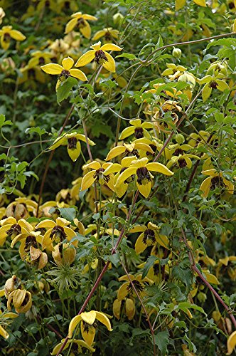 Clematis 'Helios' (2 Bare Root) ,Large-flowered Vine!