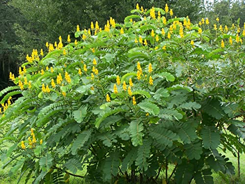 Onalee's Seeds Cassia Alata/Candlestick/Candelabra Bush Seeds. Butterfly Garden. Butterfly Host Plant. Magnificent Yellow Flowers! Fast Growing Shrubs. Grown In/Shipped From Usa. (20+ Seeds) #TOP3