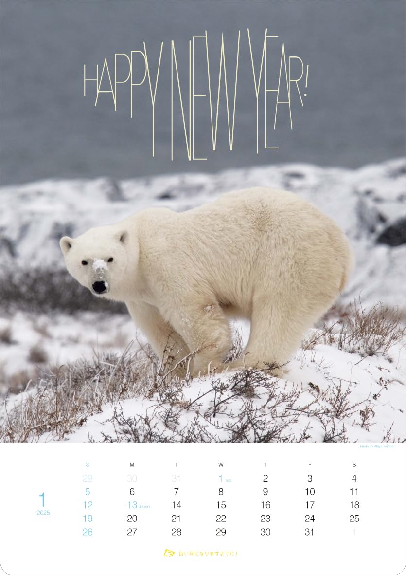 Amazon | 「しろくま」 丹葉暁弥 2025年＜壁掛け＞カレンダー