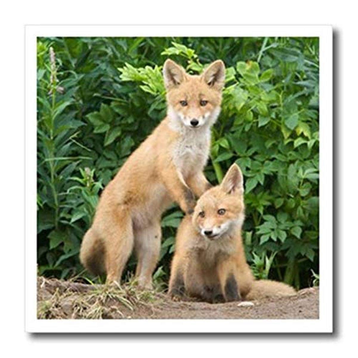 Transfert thermique Usa Alaska Red Fox 20,3 cm par Rebecca Jackrel
