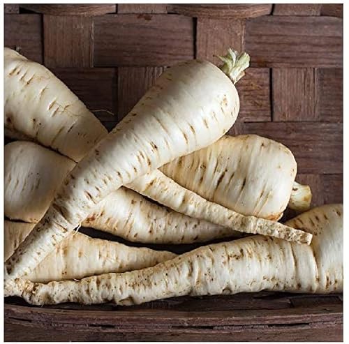 Parsnip Seeds 200+ by OrginBud