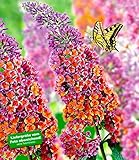 schmetterlingsflieder kaufen obi Buddleia Flower-Power gehört mit einer noch nie dagewesenen Farb-Kombination (blaue Knospen, die tieforange aufblühen!) zu den schönsten Ziergehölzen für Ihren Garten!