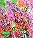 Produktbild BALDUR-Garten Buddleia Sommerflieder 'Flower-Power' Schmetterlingsflieder Schmetterlingsstrauch Zierstrauch, 1 Pflanze Buddleja Hybride