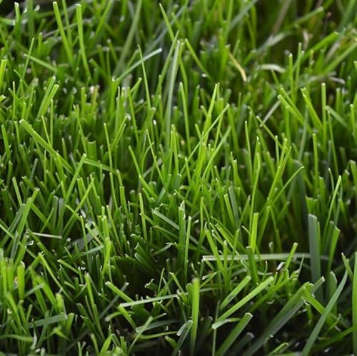 R&R SHOP – Rasensamen, Festuca Arundinacea, widerstandsfähig und langlebig (500gr - 20mq)