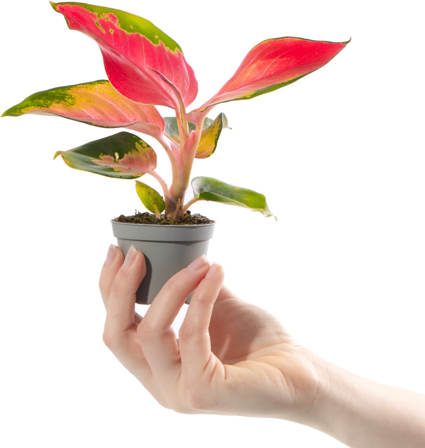 Baby Chinese Evergreen Plant - Aglaonema Red Zirkon | Small Indoor Plant with Red Foliage, Green & White Variegation | Small Air Purifying Houseplant for Home, Office, Kitchen