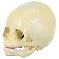 Vista 1 de Modelo anatómico de calavera humana – Modelo de cráneo de anatomía de cabeza esqueleto, modelo de 5.5 pulgadas para enseñanza médica, aprendizaje