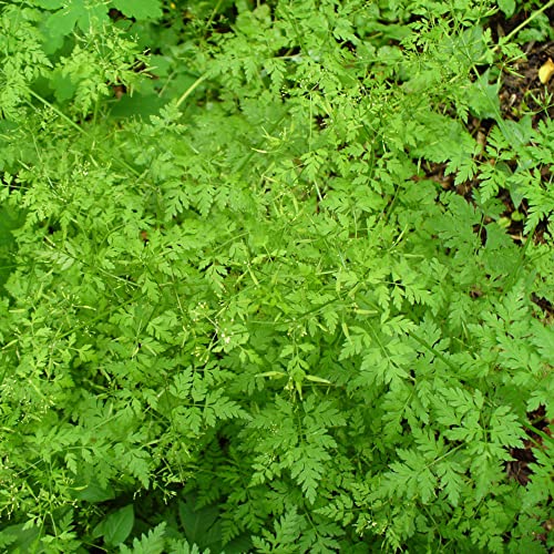 Anthriscus Cerefolium Seeds French Parsley, Chervil Annual Fragrant Attracts Bees & Butterflies Edible Cooking Beds Borders Containers Outdoor 800Pcs Herb Seeds By Yegaol Garden #TOP5