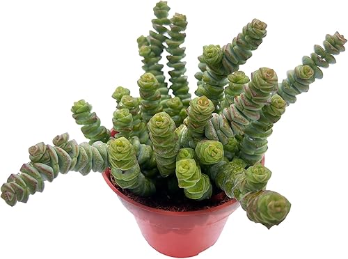 Sprout N Green Cadena de botones de 4 pulgadas, collar de bebé vivo de Crassula con raíces en macetas, planta de casa rara para decoración colgante